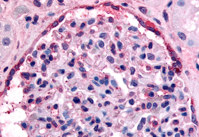 EphA4 Antibody in Immunohistochemistry (Paraffin) (IHC (P))