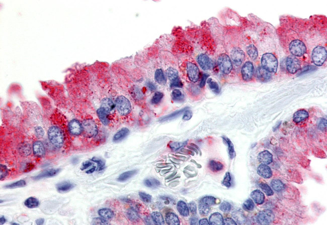 GPR174 Antibody in Immunohistochemistry (Paraffin) (IHC (P))