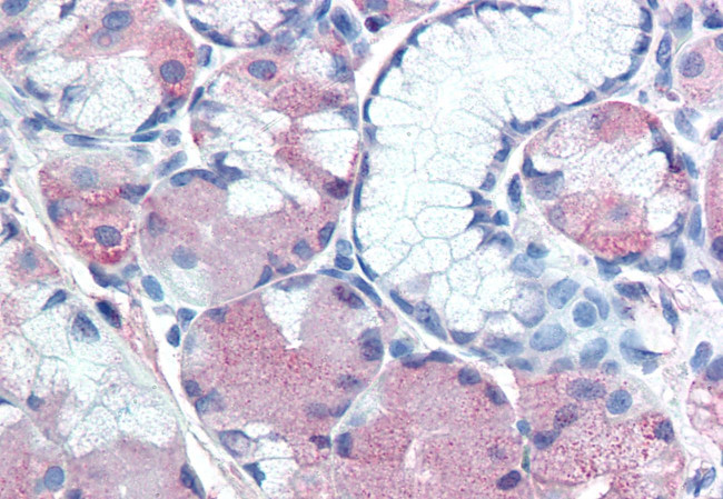 MUC13 Antibody in Immunohistochemistry (Paraffin) (IHC (P))