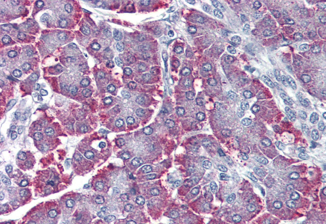 SGK2 Antibody in Immunohistochemistry (Paraffin) (IHC (P))