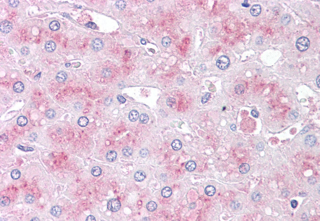 SLITRK6 Antibody in Immunohistochemistry (Paraffin) (IHC (P))