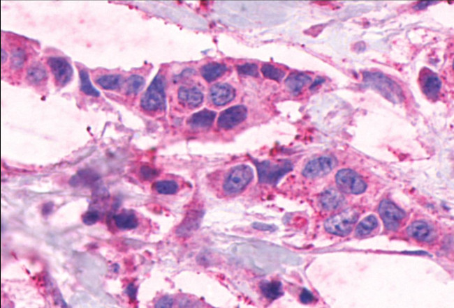 F4/80 Antibody in Immunohistochemistry (Paraffin) (IHC (P))