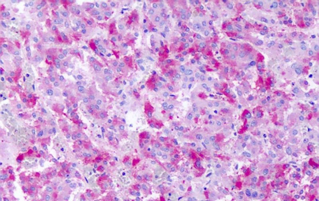 GPR139 Antibody in Immunohistochemistry (Paraffin) (IHC (P))