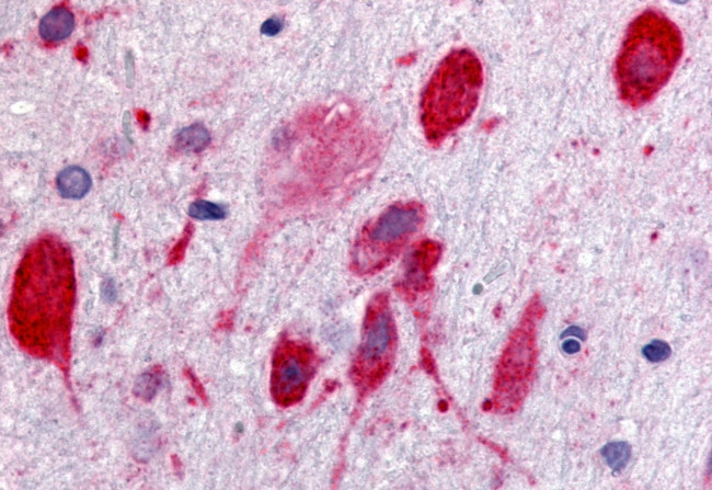 GPR171 Antibody in Immunohistochemistry (Paraffin) (IHC (P))