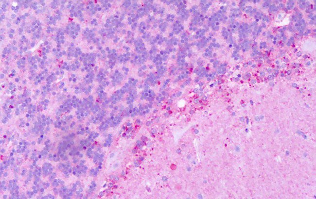 KISS1R Antibody in Immunohistochemistry (Paraffin) (IHC (P))