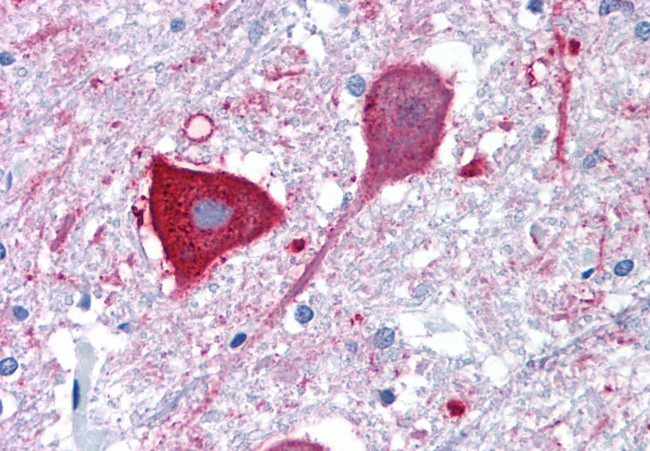 MRGD Antibody in Immunohistochemistry (Paraffin) (IHC (P))