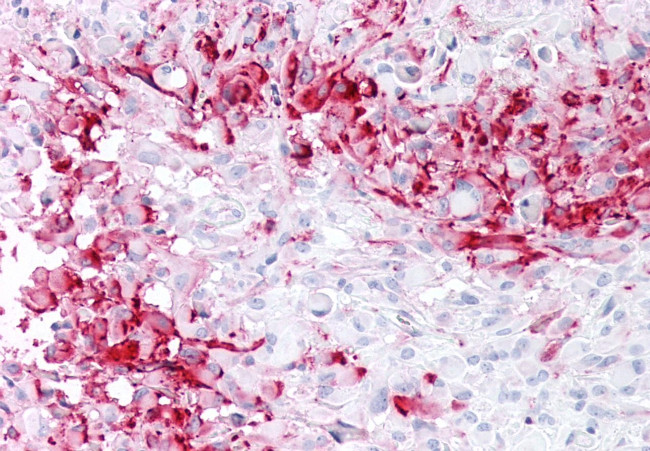 MRGD Antibody in Immunohistochemistry (Paraffin) (IHC (P))