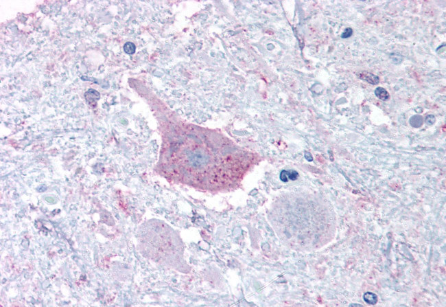 MRGD Antibody in Immunohistochemistry (Paraffin) (IHC (P))