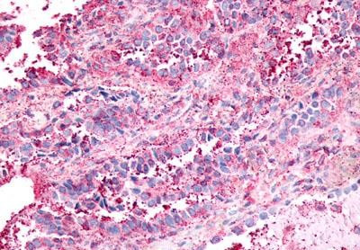 NPFF1 Antibody in Immunohistochemistry (Paraffin) (IHC (P))