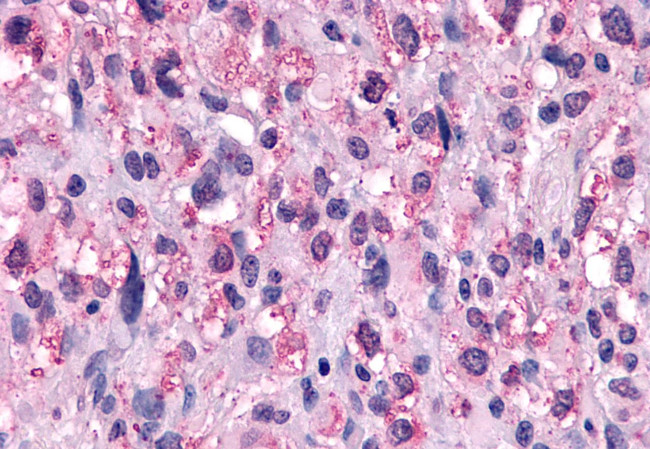 NPFF1 Antibody in Immunohistochemistry (Paraffin) (IHC (P))