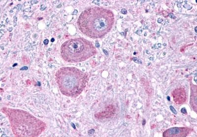 NPFF1 Antibody in Immunohistochemistry (Paraffin) (IHC (P))