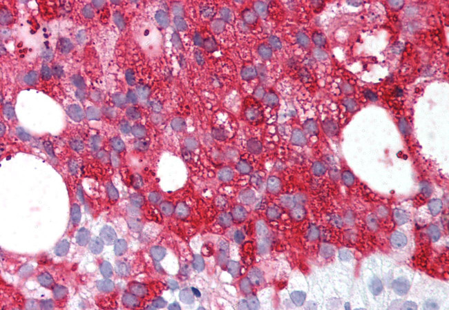 LGR7 Antibody in Immunohistochemistry (Paraffin) (IHC (P))