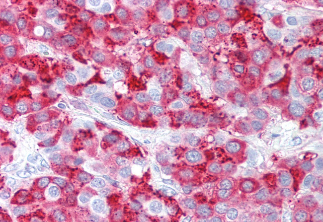 LGR7 Antibody in Immunohistochemistry (Paraffin) (IHC (P))