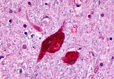 RXFP3 Antibody in Immunohistochemistry (Paraffin) (IHC (P))