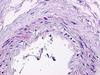 S1P1 Antibody in Immunohistochemistry (Paraffin) (IHC (P))