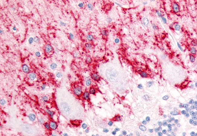 GLAST Antibody in Immunohistochemistry (Paraffin) (IHC (P))