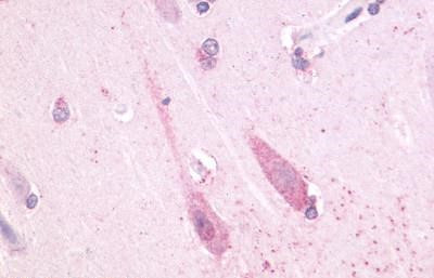 TAAR1 Antibody in Immunohistochemistry (Paraffin) (IHC (P))