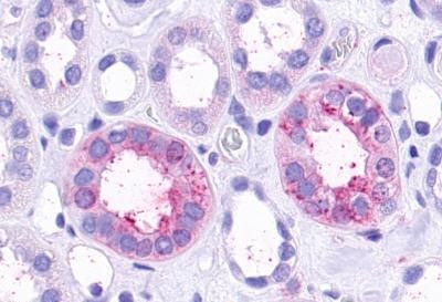 TAAR9 Antibody in Immunohistochemistry (Paraffin) (IHC (P))