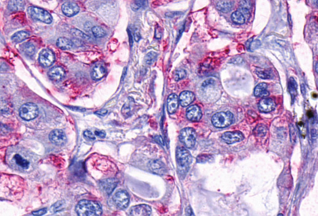 TAAR9 Antibody in Immunohistochemistry (Paraffin) (IHC (P))