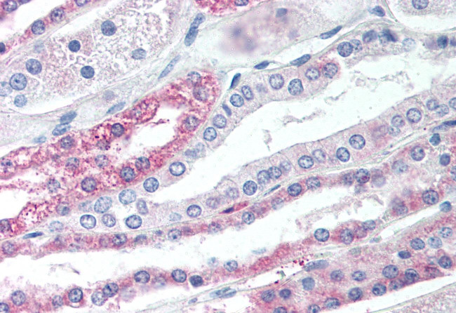 TGR5 Antibody in Immunohistochemistry (Paraffin) (IHC (P))