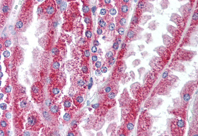 WNT16 Antibody in Immunohistochemistry (Paraffin) (IHC (P))