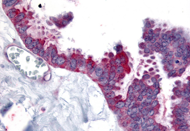 WNT2B Antibody in Immunohistochemistry (Paraffin) (IHC (P))