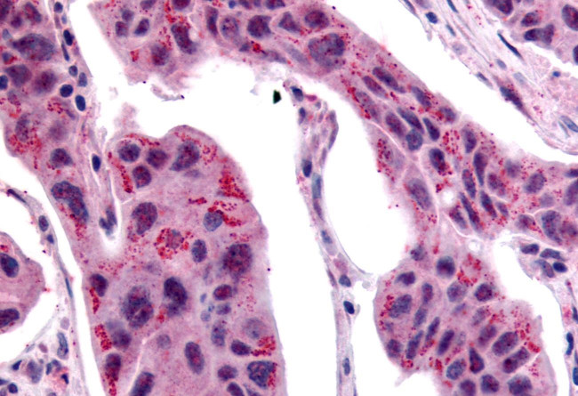 WNT2B Antibody in Immunohistochemistry (Paraffin) (IHC (P))