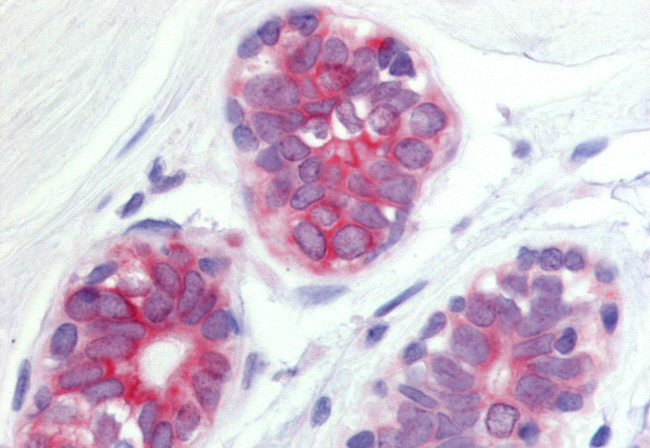 WNT6 Antibody in Immunohistochemistry (Paraffin) (IHC (P))