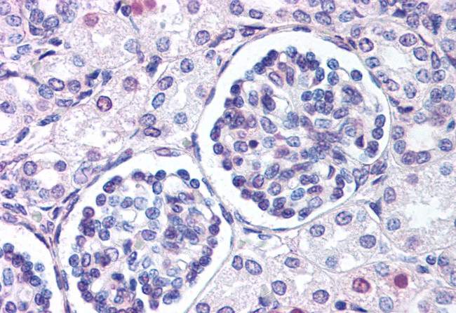 WNT9B Antibody in Immunohistochemistry (Paraffin) (IHC (P))