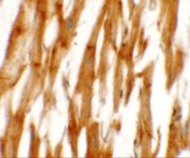 NCLN Antibody in Immunohistochemistry (IHC)