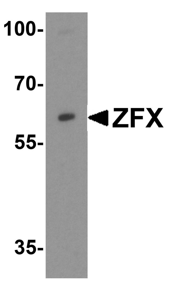 ZFX Antibody in Western Blot (WB)