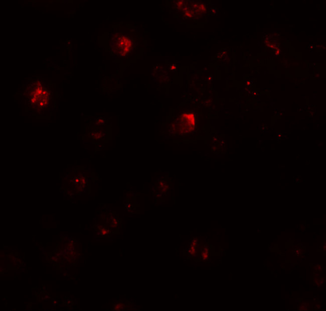 ZNF687 Antibody in Immunocytochemistry (ICC/IF)