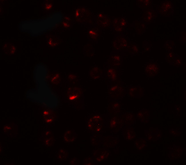 CLEC2A Antibody in Immunocytochemistry (ICC/IF)