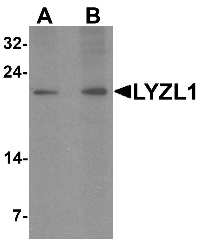 LYZL1 Antibody in Western Blot (WB)