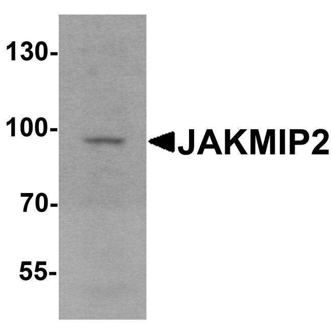JAKMIP2 Antibody in Western Blot (WB)