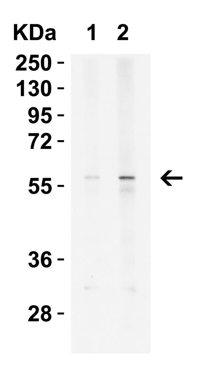 KREMEN2 Antibody in Western Blot (WB)