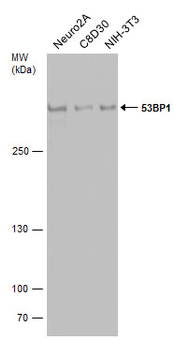 53BP1 Antibody in Western Blot (WB)