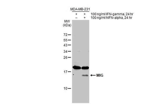 CXCL9 Antibody in Western Blot (WB)