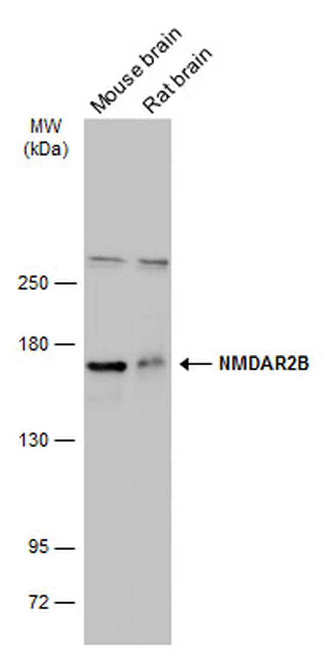 NMDAR2B Antibody in Western Blot (WB)