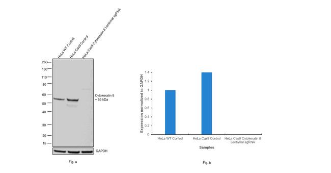 Cytokeratin 8 Antibody in Western Blot (WB)