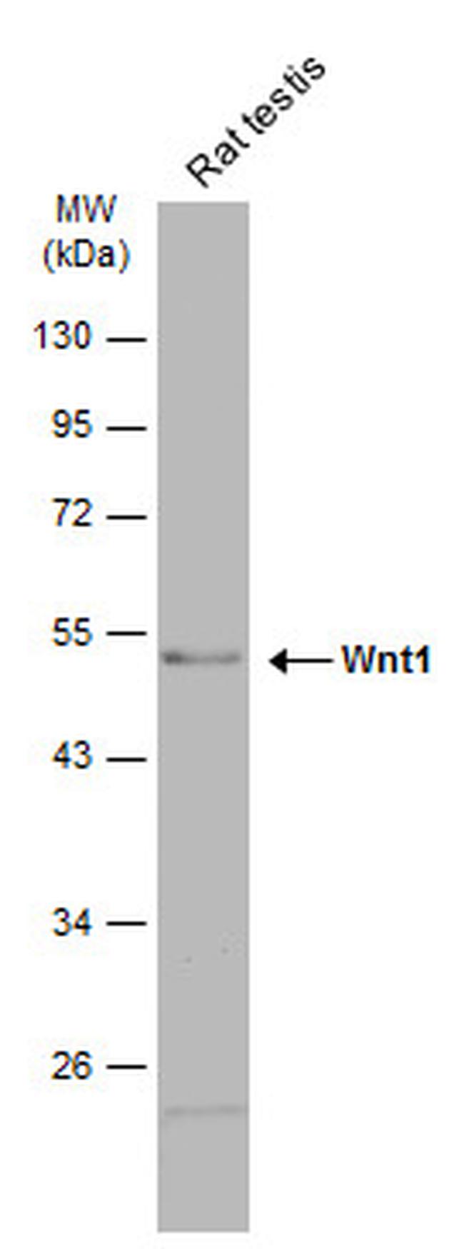 WNT1 Antibody in Western Blot (WB)