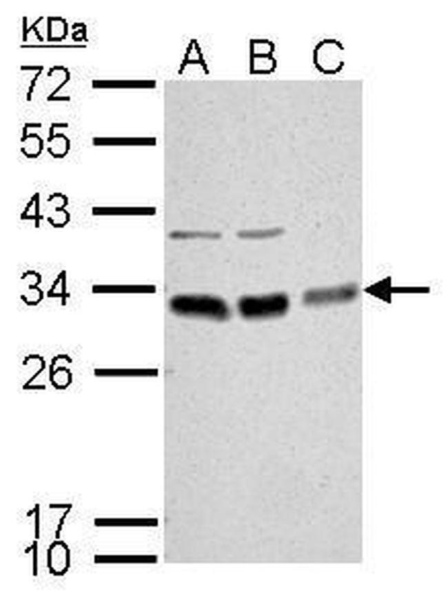 Bcl-10 Antibody in Western Blot (WB)