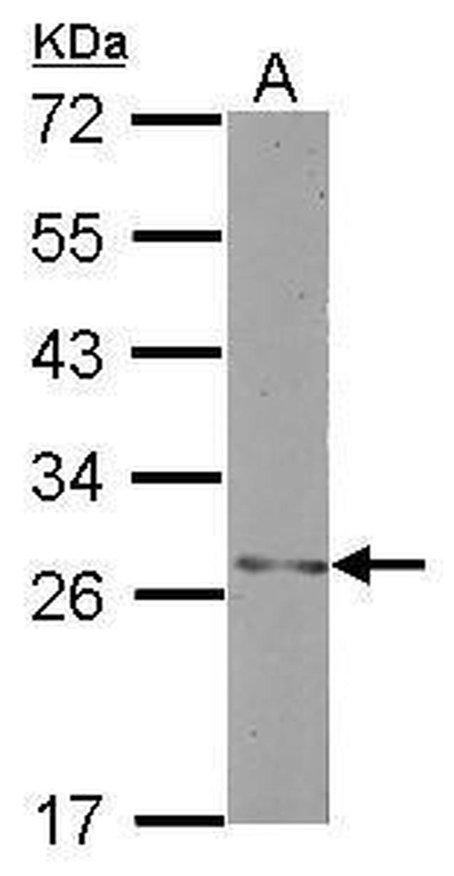 H1FNT Antibody in Western Blot (WB)