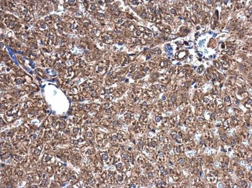 NAMPT Antibody in Immunohistochemistry (Paraffin) (IHC (P))