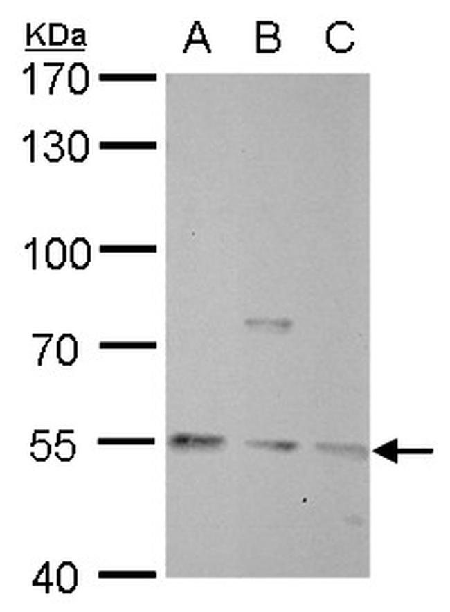 NAMPT Antibody in Western Blot (WB)