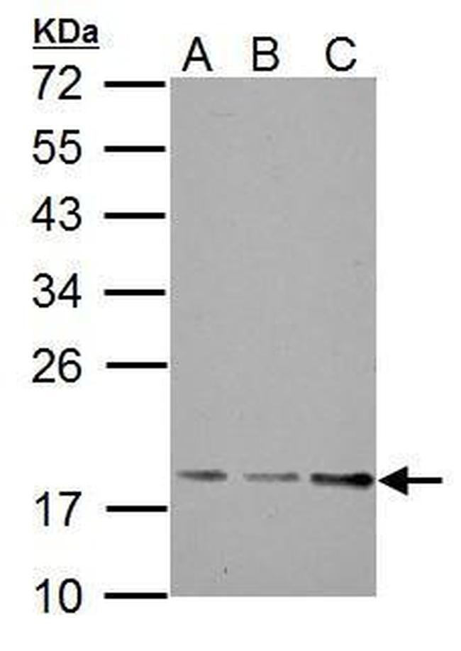 TRAPPC3 Antibody in Western Blot (WB)