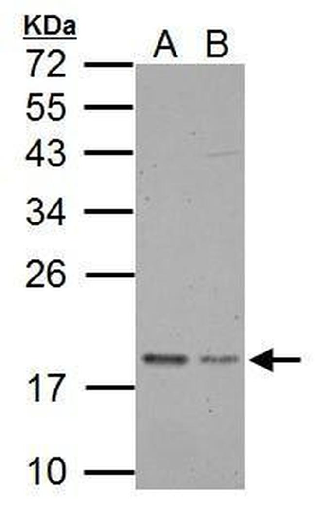 TRAPPC3 Antibody in Western Blot (WB)