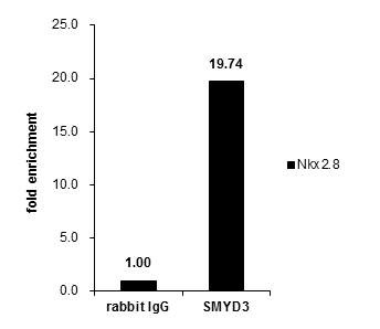 SMYD3 Antibody in ChIP Assay (ChIP)