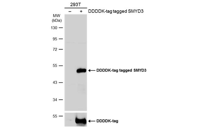 SMYD3 Antibody in Western Blot (WB)