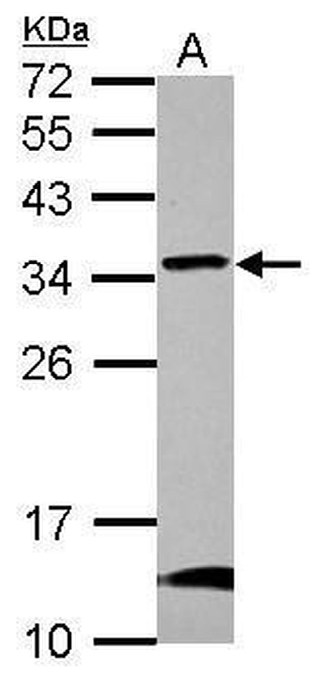 GBAS Antibody in Western Blot (WB)